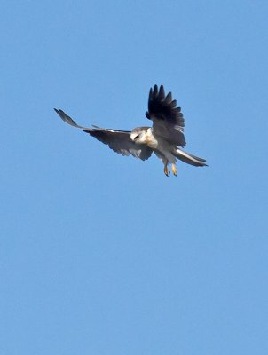 White-tailed Kite _1163751.jpg