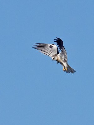 White-tailed Kite _1163753.jpg