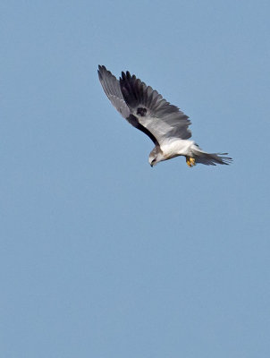 White-tailed Kite _1163760.jpg