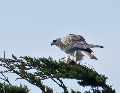 White-tailed Kite _1163765.jpg