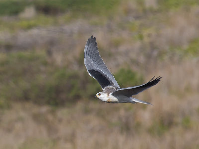 White-tailed Kite _1163678.jpg