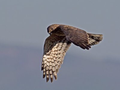 female Northern Harrier _1214316.jpg