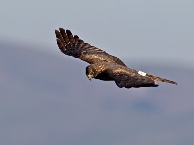 female Northern Harrier _1214317.jpg
