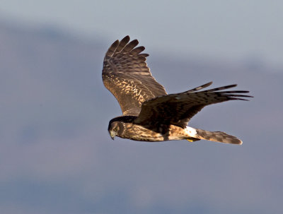 female Northern Harrier _1214318.jpg