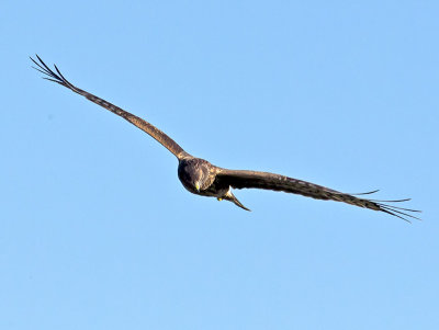 female Northern Harrier _1214321.jpg