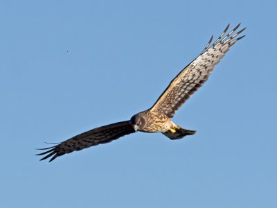 female Northern Harrier _1214324.jpg