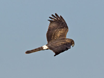 female Northern Harrier _1214346.jpg