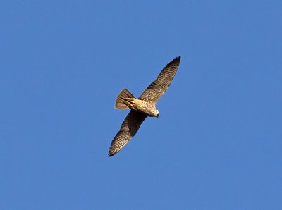 Kestrel _1194068.jpg