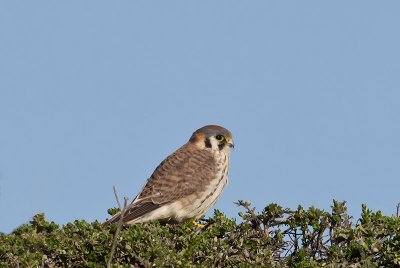 Female American Kestrel _1234694-2.jpg