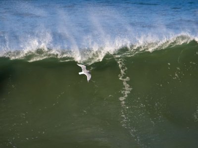 Surf Bird _1224522.jpg