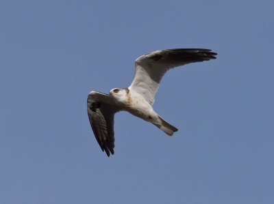 juvenile White-tailed Kite _1234719.jpg