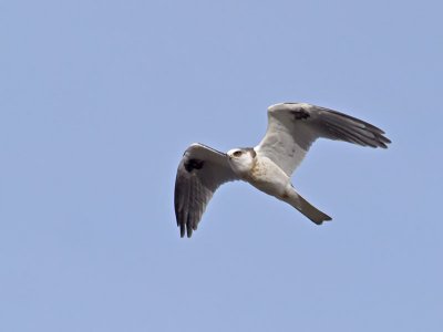 juvenile White-tailed Kite _1234882.jpg
