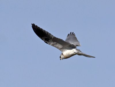 juvenile White-tailed Kite _1234895.jpg