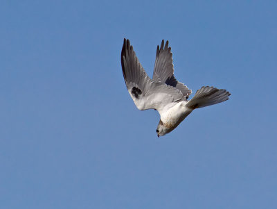 White-tailed Kite _1234897-2.jpg