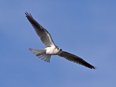 White-tailed Kite _1234903-2.jpg