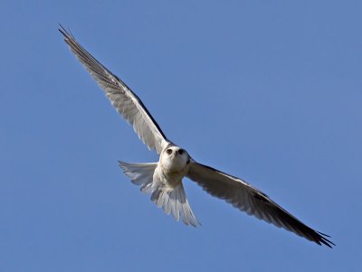 White-tailed Kite _1234909-2.jpg