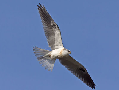 White-tailed Kite _1234915-2.jpg