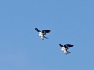 White-tailed Kites combat training _1234738.jpg