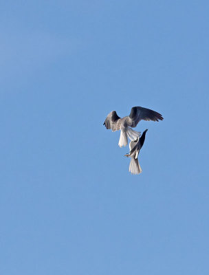 White-tailed Kites combat training _1234743.jpg
