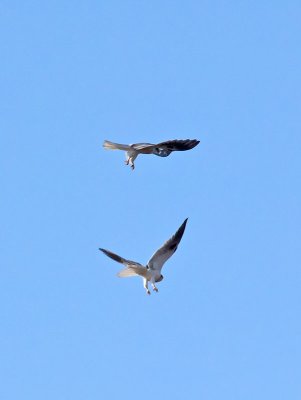 White-tailed Kites combat training _1234746.jpg