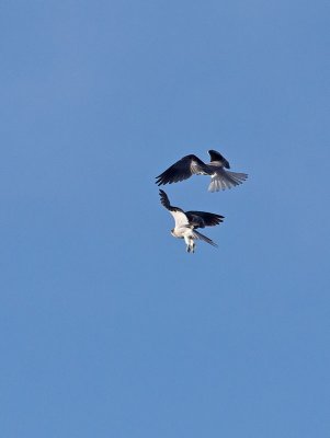 White-tailed Kites combat training _1234751.jpg