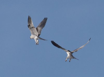 White-tailed Kites combat training _1234753.jpg