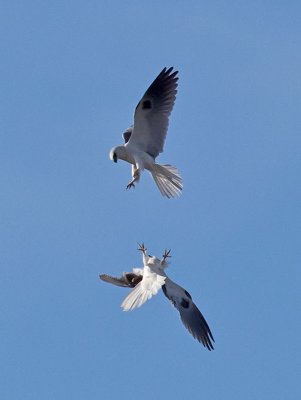 White-tailed Kites combat training _1234761.jpg