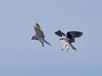 White-tailed Kites combat training _1234767.jpg