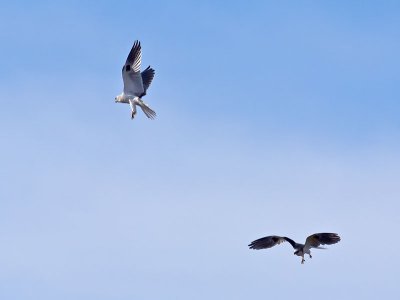 White-tailed Kites combat training _1234773.jpg