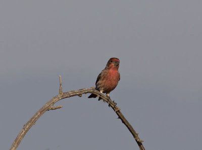 male House Finch breeding plumage _1255034.jpg