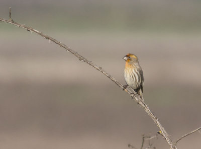 male House Finch yellow variant _1255027.jpg