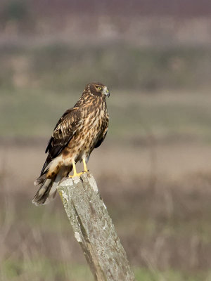 female Northern Harrier _1255039.jpg