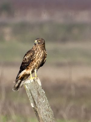 female Northern Harrier _1255041.jpg