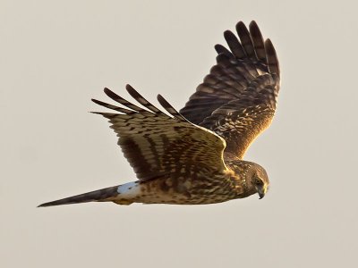 female Northern Harrier _1255084-2.jpg