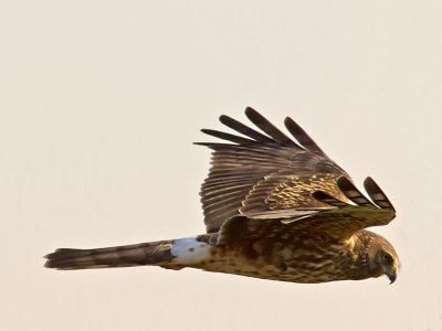 female Northern Harrier _1255089-2.jpg