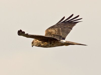 female Northern Harrier _1255091-2.jpg