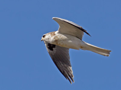 juvenile White-tailed Kite _1265259.jpg