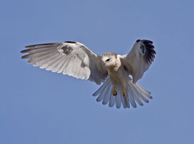 juvenile White-tailed Kite _1265268.jpg