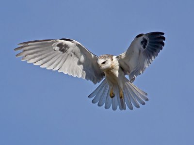 juvenile White-tailed Kite _1265269.jpg