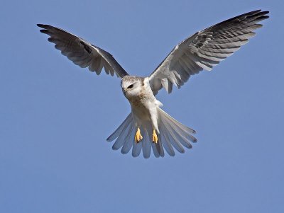 juvenile White-tailed Kite _1265270.jpg