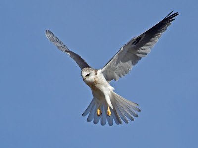 juvenile White-tailed Kite _1265271.jpg