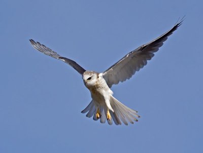 juvenile White-tailed Kite _1265275.jpg