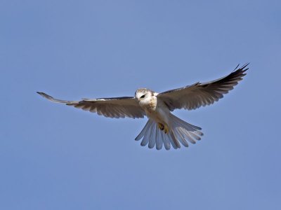 juvenile White-tailed Kite _1265276.jpg