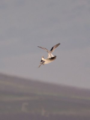 White-tailed Kites _1265315.jpg