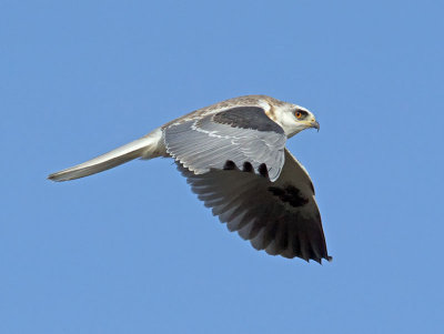 White-tailed Kite _2045576.jpg
