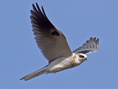 White-tailed Kite _2045578.jpg