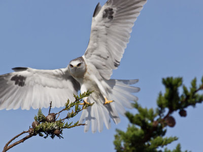 White-tailed Kite _2045583.jpg