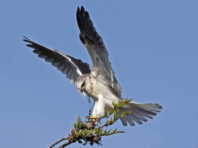 White-tailed Kite _2045586.jpg