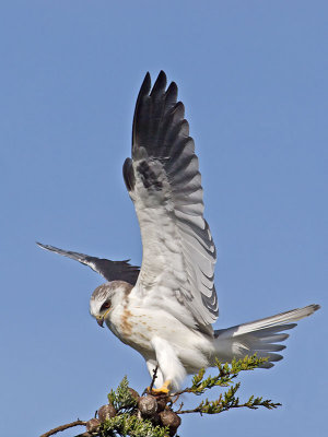 White-tailed Kite _2045587.jpg