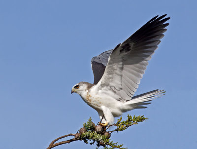 White-tailed Kite _2045588.jpg